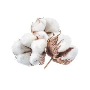 Cotton